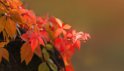 Red autumn leaves on natural background close up with bokeh