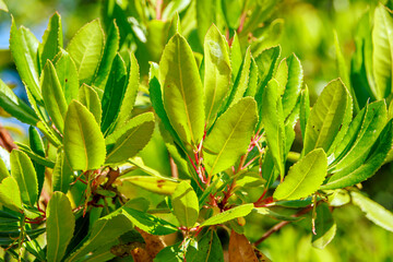 close-up of green leaves of tree in woods