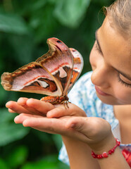 Child holds a butterfly on their hand. Coscinocera hercules. Selective focus.
