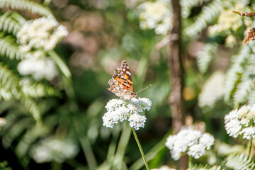close-up butterfly on a white flower © Erdem