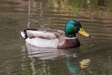 Obraz premium Male (drake) mallard duck (Anas platyrhynchos) swimming in lake at Nijo Castle in Kyoto, Japan. Reflection on the water. 
