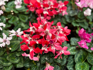 Beautiful multicolored blooming Cyclamen persicum decorative flowers close up, floral wallpaper background with Cyclamens