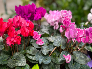 Beautiful multicolored blooming Cyclamen persicum decorative flowers close up, floral wallpaper background with Cyclamens
