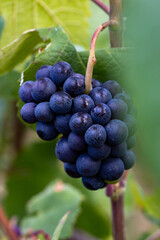 Reims, Marne, Grand-Est, France, August, 28th, 2025, Champagne Area, BMature purple grapes hanging, Fresh grapes emerging on vineyard vine, Ripening grape bunch with dew on lush vine