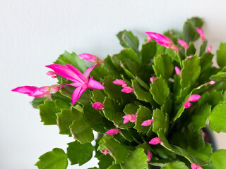 Beautiful blooming Christmas thanksgiving cacti houseplant with vibrant pink flowers in flower pot isolated on white background