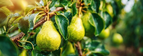 Lush green pears hang from branches, glistening with moisture, surrounded by vibrant leaves in a sunny orchard setting.