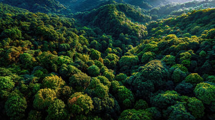 Aerial view of dense green forest landscape illuminated by warm sunlight