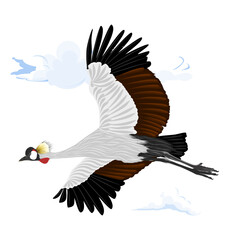 Vector illustration of the Grey Crowned Crane (Balearica regulorum). Detailed depiction of this iconic African crane species featuring its distinctive golden crown feathers.