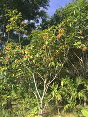 Rambutan Tree with Ripe Fruits in Tropical Garden