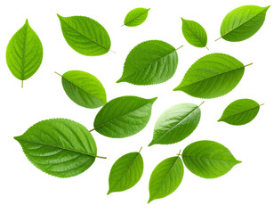 Fototapeta premium Fresh Floating Green Leaves in Soft Breeze Motion, Natural Eco Decoration, Isolated PNG 