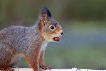 Red squirrel with hazelnut