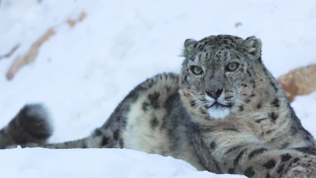 Snow leopard rests elegantly on snowy ground paws extended and tail flicking slowly. Winter light illuminates strong muscular limbs