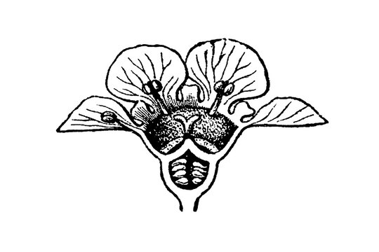 Longitudinal section of a Ribes rubrum flower, showcasing detailed botanical structure, old vintage illustration, 1897