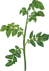Potato stem with green leaves isolated on white background	