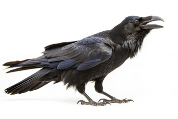 A sleek black raven with glossy feathers and an open beak