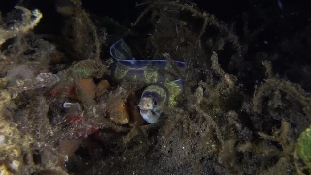 Barred Moray Eel