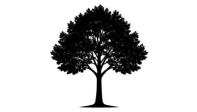 A silhouette of a broadleaf tree. It displays a dense canopy, a thick trunk, and a contrasting white background