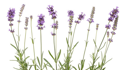 Naklejka premium Purple lavender flowers stand tall in neat rows isolated on transparent background