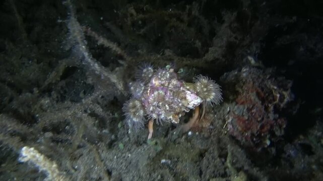 Hermit Crab