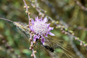 selective shot purple flowers 