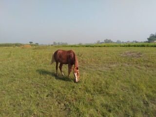 A brown horse grazing in a green field