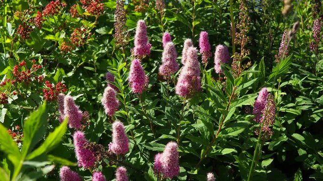 Spiraea douglasii is species of flowering plant in rose family. Common names include hardhack,hardhack steeplebush, Douglas spirea, douglasspirea, steeplebush, and rose spirea. Pink flowers in garden