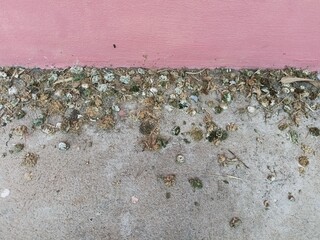 Bird droppings accumulated on the ground beside a painted wall surface