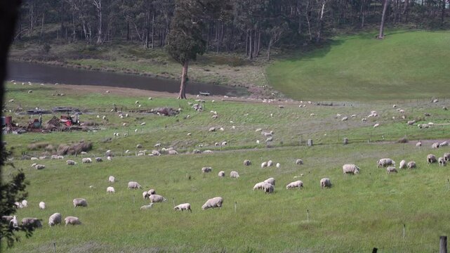 flock of sheep under gum trees in summer on a regenerative agricultural farm in New Zealand. Stud Merino sheep 