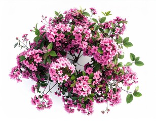 Overhead view of a flowering bush with pink blooms