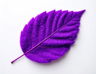 Single, vibrant purple leaf resting on a bright white surface
