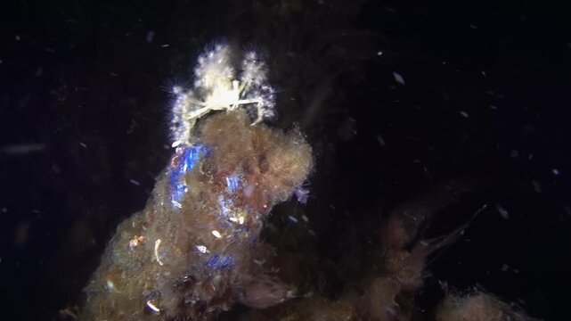 Achaeus spinosus