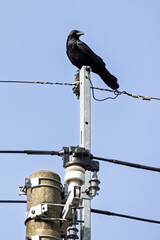Obraz premium Black raven sitting on electricity witre inf ront of blue sky