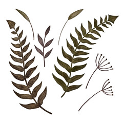 Fototapeta premium Serene watercolor fern leaves and botanical branches in muted green-brown tones on a white background.