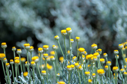selective shot yellow flowers in the meadow