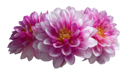Close-up of three pink dahlias