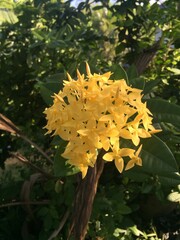Yellow Ixora Flowers in Full Bloom