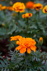 Close-up image of a vibrant yellow-red-orange chrysanthemum flower