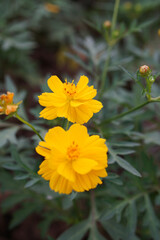 Close-up image of a vibrant yellow cosmos flower.