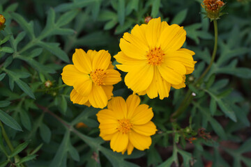 Close-up image of a vibrant yellow cosmos flower.