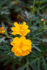Close-up image of a vibrant yellow cosmos flower.