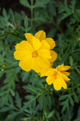 A close-up photo of a colorful cosmos flower garden taken in the cool autumn weather at a park