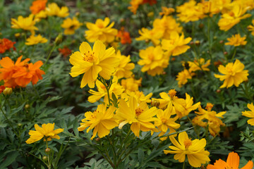 A close-up photo of a colorful cosmos flower garden taken in the cool autumn weather at a park
