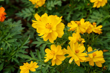 A close-up photo of a colorful cosmos flower garden taken in the cool autumn weather at a park