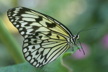Papillon monarque blanc sur fond vert