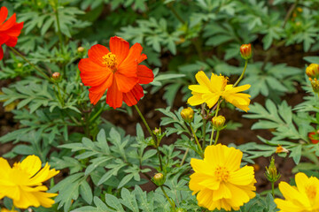 A close-up photo of a colorful cosmos flower garden taken in the cool autumn weather at a park