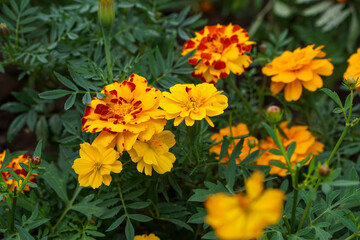 A close-up photo of a chrysanthemum with vibrant red and yellow colors, glowing under the autumn sunlight on a breezy afternoon