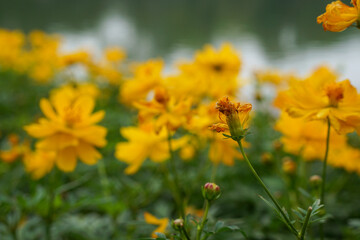 A close-up photo of a colorful cosmos flower garden taken in the cool autumn weather at a park