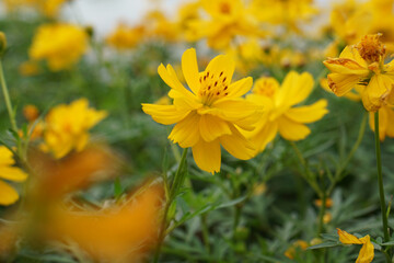 A close-up photo of a colorful cosmos flower garden taken in the cool autumn weather at a park
