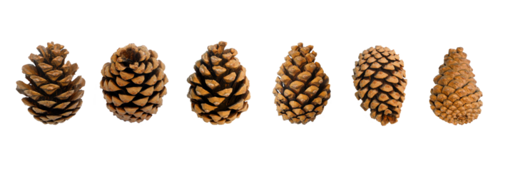 pine cones isolated on tranparent background