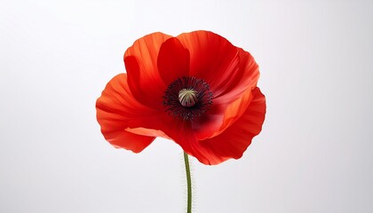 Obraz premium Single Vibrant Red Poppy On White Background 2